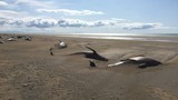 Hãi hùng hình ảnh hàng chục con cá voi chết khô trên bãi biển