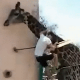 Video: Người đàn ông say rượu leo vào sở thú cưỡi hươu cao cổ