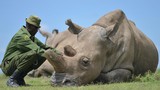 Video: Hai tê giác trắng quý hiếm cuối cùng trên Trái Đất
