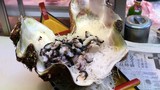Video: Sashimi hấp dẫn làm từ sò biển khổng lồ bám đầy rong rêu