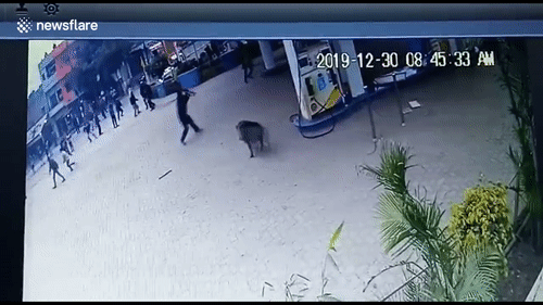 Video: Lợn rừng điên cuồng tấn công nhiều người khi lạc vào thành phố