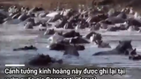 Video: 30 con hà mã "đánh hội đồng" một con cá sấu để bảo vệ con non