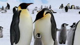Bị 'say' vì phân của chim cánh cụt ở Nam Cực