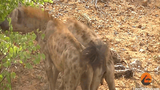 Video: Linh cẩu "đả bại" báo hoa mai rồi kéo lê trên mặt đất