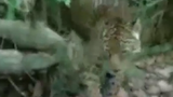 Video: Gặp con mồi "khó xơi", báo hoa mai cụp đuôi bỏ chạy 