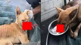 Cứu sống chú chó bị dán băng dính quanh miệng suốt 2 tuần
