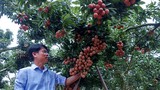 Lão nông Sán Dìu tạo quả vải thiều đắt nhất Việt Nam