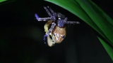 Video: Cận cảnh nhện tím hạ sát ếch vàng