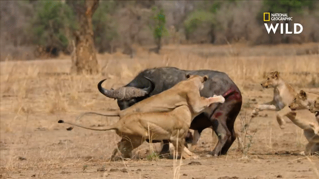 Video: Trâu đực phản đòn húc tung cả đàn sư tử