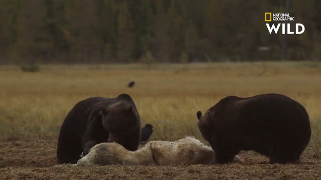 Video: Chó sói xếp hàng chờ gấu tranh nhau xác thối