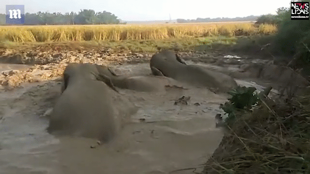 Video: Dân làng mang máy xúc giải cứu đàn voi bị sa lầy