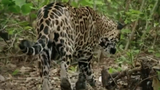 Video: Báo đốm suýt giẫm phải tử thần rừng rậm Amazon