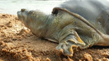 Video: Ngoạm đầu lươn bất thành, rùa khủng hờn dỗi bò xuống sông