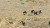 Video: Đơn độc chặn đầu sư tử, trâu rừng nhận cái kết đắng