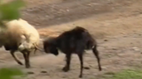Video: Con dê hóa người phán xử trong cuộc đối đầu của 2 con cừu