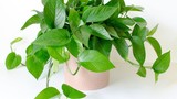 6 loại cây phong thuỷ nên trồng trong phòng ngủ giúp tăng tài vận