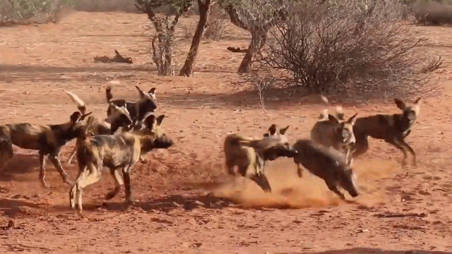 Video: Lợn rừng thoát khỏi vòng vây chó hoang và cái kết
