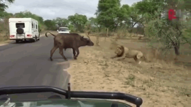 Video: Chặn đầu sư tử, trâu rừng nhận cái kết đắng 
