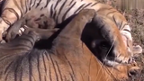 Video: Hổ dữ điên cuồng lao vào nhau và cái kết