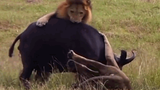 Video: Trâu mẹ "phản đòn", quật ngã sư tử đực để bảo vệ con