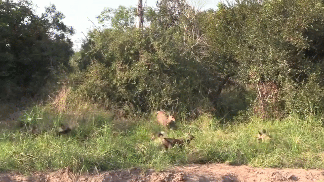 Video: Linh dương đơn độc đối đầu bầy chó hoang và cái kết