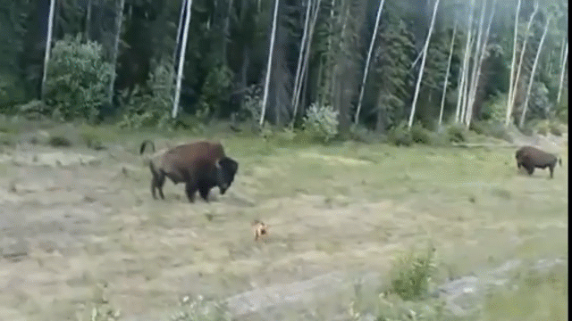 Video: Hùng hổ lao vào bò rừng, chó pitbull nhận kết đắng