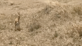 Video: Sai lầm khiến linh dương bỏ mạng khi đối mặt chúa sơn lâm