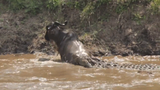 Video: Cá sấu quyết kéo đuôi linh dương xuống sông
