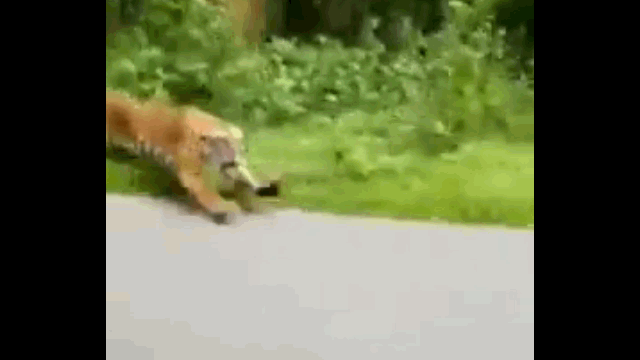 Video: Hổ dữ rượt đuổi, vồ 2 người đi xe máy trên đường vắng