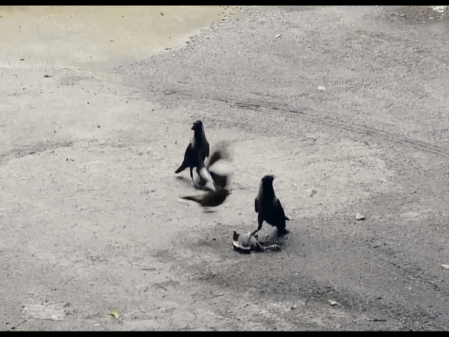 Video: Chim mẹ một mình đánh hai con quạ để cứu con