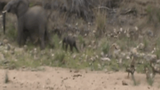 Video: Đàn chó hoang cố chấp săn voi sơ sinh và cái kết