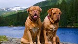 9 loài chó có tuổi thọ thấp nhất thế giới
