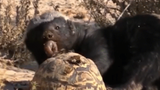 Video: Lửng mật cướp trắng miếng ăn của rùa