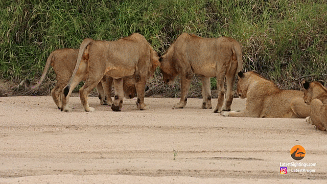 Video: Một con cua làm loạn cả đàn sư tử