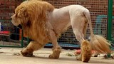 Cạo lông chó ngao Tây Tạng để trông giống sư tử