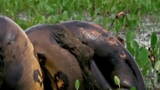 Video: Kinh hãi cảnh trăn Anaconda giết chết chuột khổng lồ