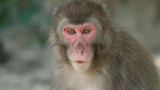 Con khỉ cái gây bất ngờ khi trở thành "bà trùm" trên hòn đảo Nhật Bản
