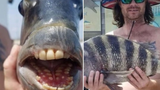 Bắt được con cá có hàm răng kỳ lạ