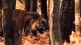 Video: Hổ đói phi thân như chạy trên mặt nước tóm gọn con mồi