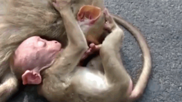 Video: Khỉ con ôm chặt lấy xác khỉ mẹ bị xe đâm giữa cao tốc