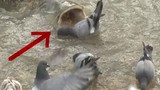 Video: Bầy bồ câu trở thành bữa ăn ngon cho “thủy quái” khổng lồ