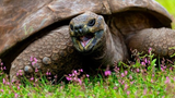 “Cụ rùa” già nhất thế giới vui hưởng cuộc sống suốt gần 2 thế kỷ