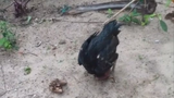 Video: Cười rụng rốn chú gà chọi "thất tình", luyện "túy quyền"