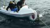 Video: Đoàn làm phim liên tục bị cá mập trắng khổng lồ tấn công