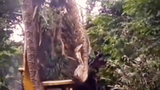 Video: Hãi hùng cảnh con trăn khổng lồ bị bắt bởi máy xúc