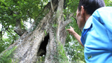 Lạ kỳ cây thị "ăn thề" 700 trăm năm rỗng gốc ở Hà Tĩnh