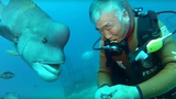 Video: Tình bạn kéo dài hơn 25 năm giữa ông lão và con cá mặt người
