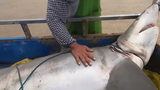 Video: Hai vợ chồng bất ngờ khi kéo lên một con cá mập lớn
