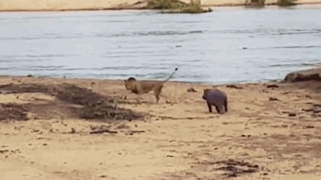 Video: Hà mã con lấy thân mình làm mồi nhử, bảo vệ mẹ khỏi sư tử