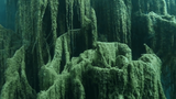 Video: Khám phá rừng cây "mọc ngược" dưới lòng hồ